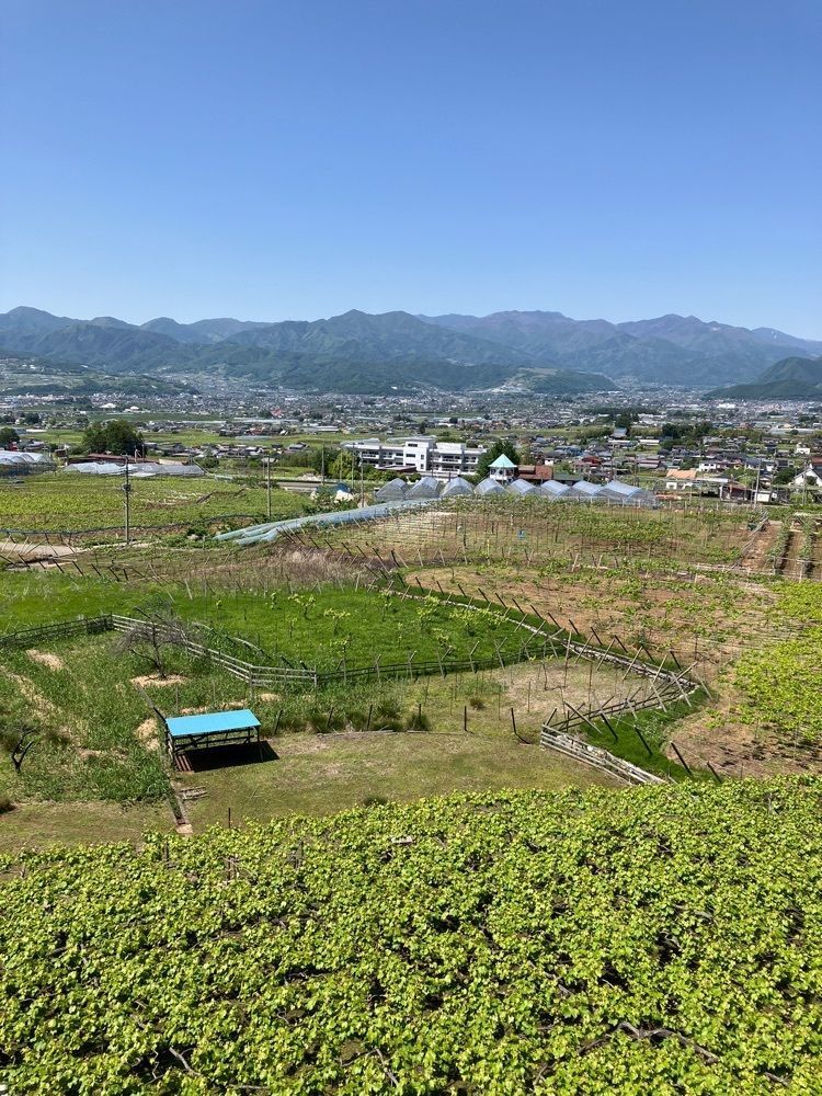 Nさんが投稿したまるき葡萄酒（マルキブドウシュ）に関する口コミの画像