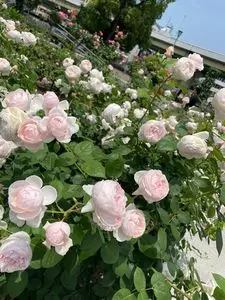 中之島公園