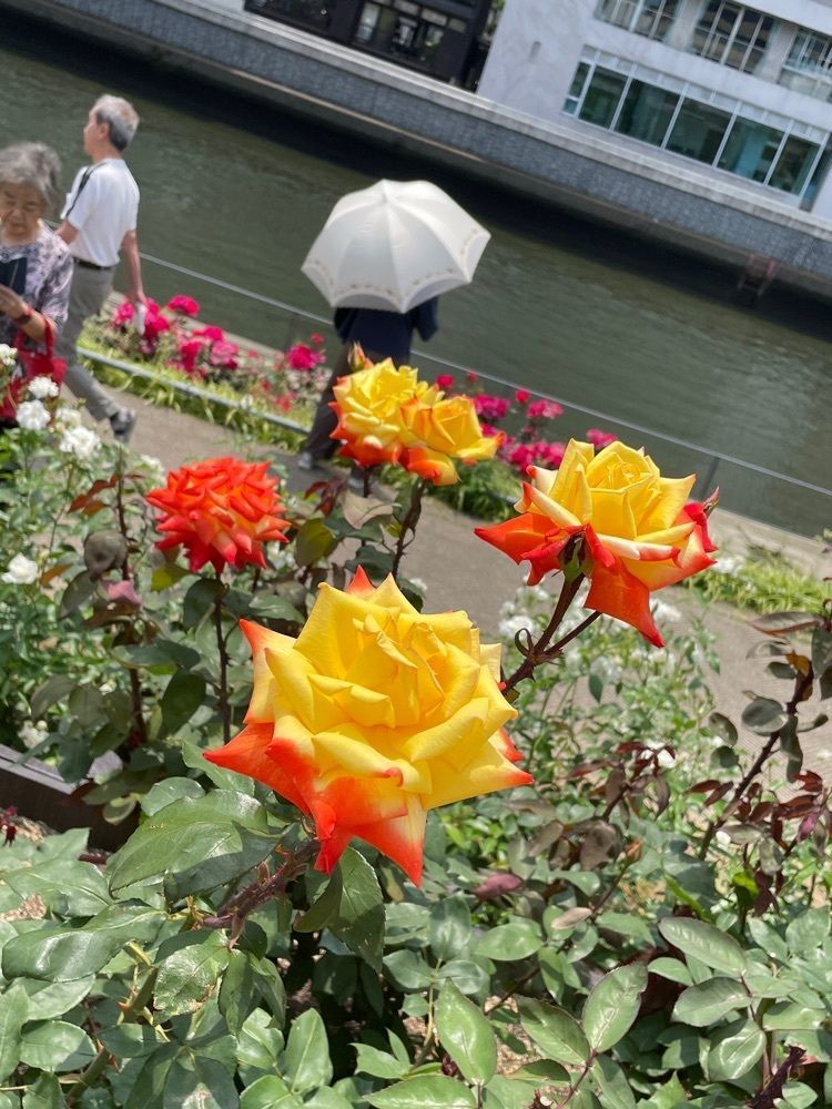Danjouさんが投稿した中之島公園に関する口コミの画像