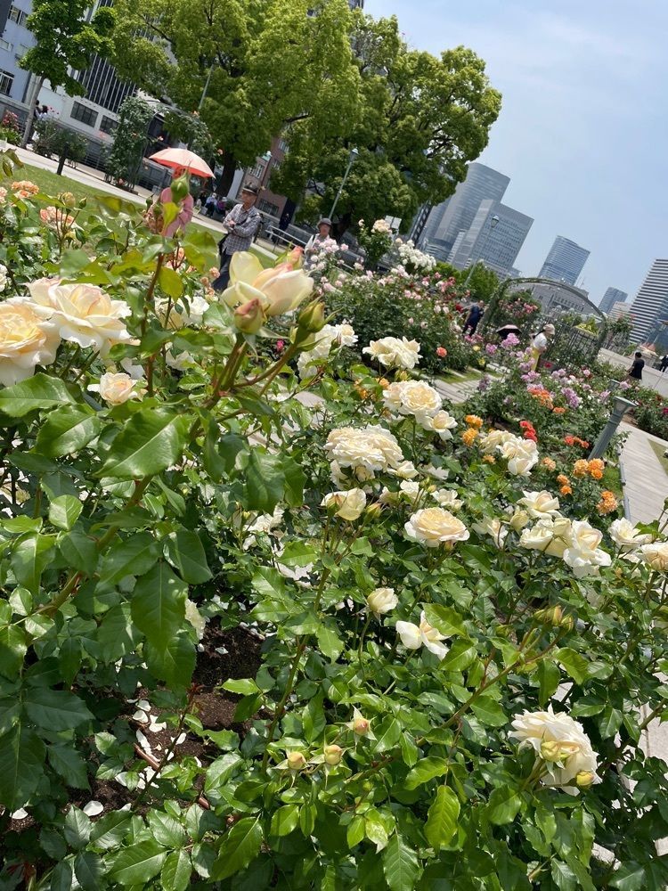 Danjouさんが投稿した中之島公園に関する口コミの画像