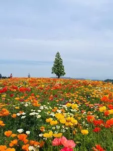 あわじ花さじき