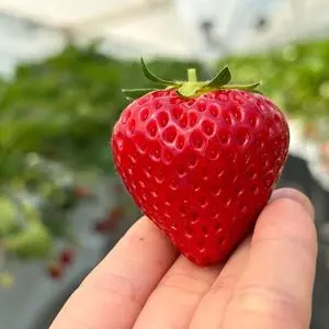 夢街道farm67（ユメカイドウファームロクジュウナナ）