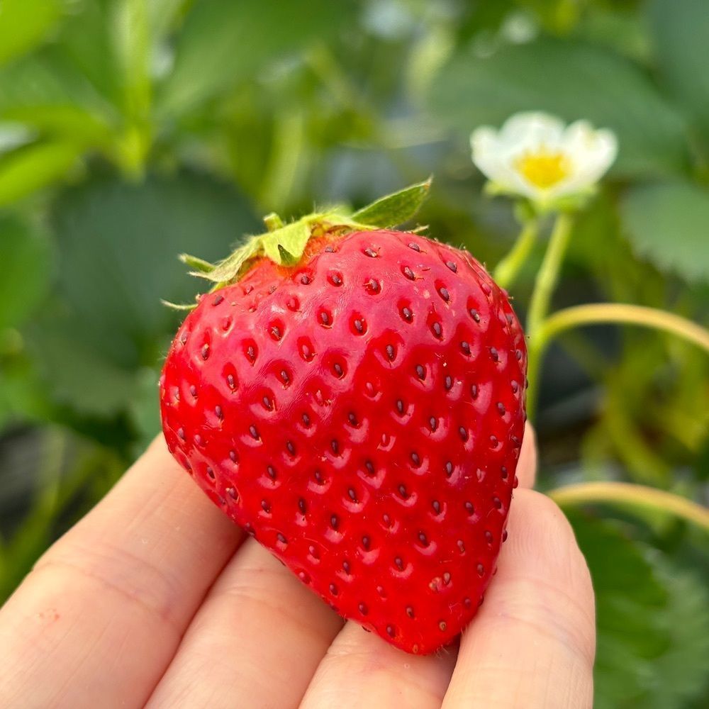 エリーチカさんが投稿した夢街道farm67（ユメカイドウファームロクジュウナナ）に関する口コミの画像