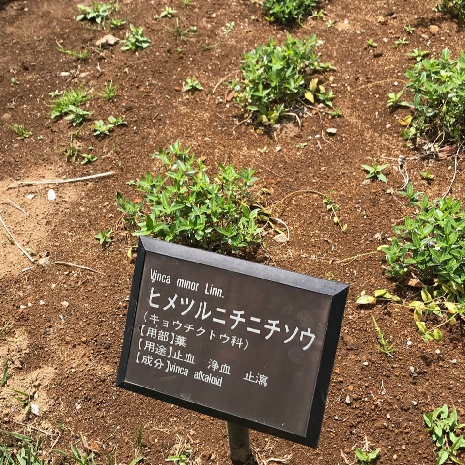 みんみんさんが投稿したシミック八ヶ岳薬用植物園に関する口コミの画像