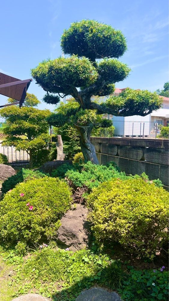 miiさんが投稿したわかおに関する口コミの画像
