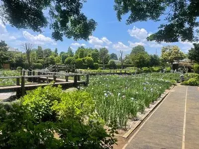 染谷花しょうぶ園