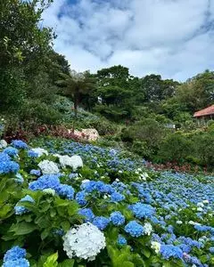 よへなあじさい園