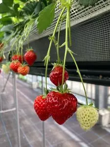 オアシスストロベリーファーム