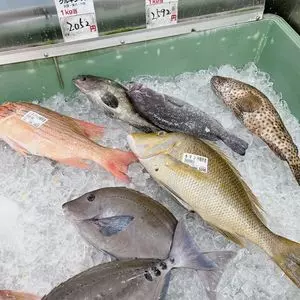 パヤオ直売店（ぱやおちょくばいてん）
