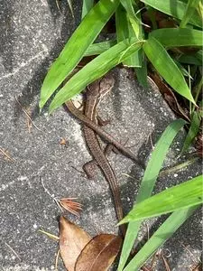 みやま公園
