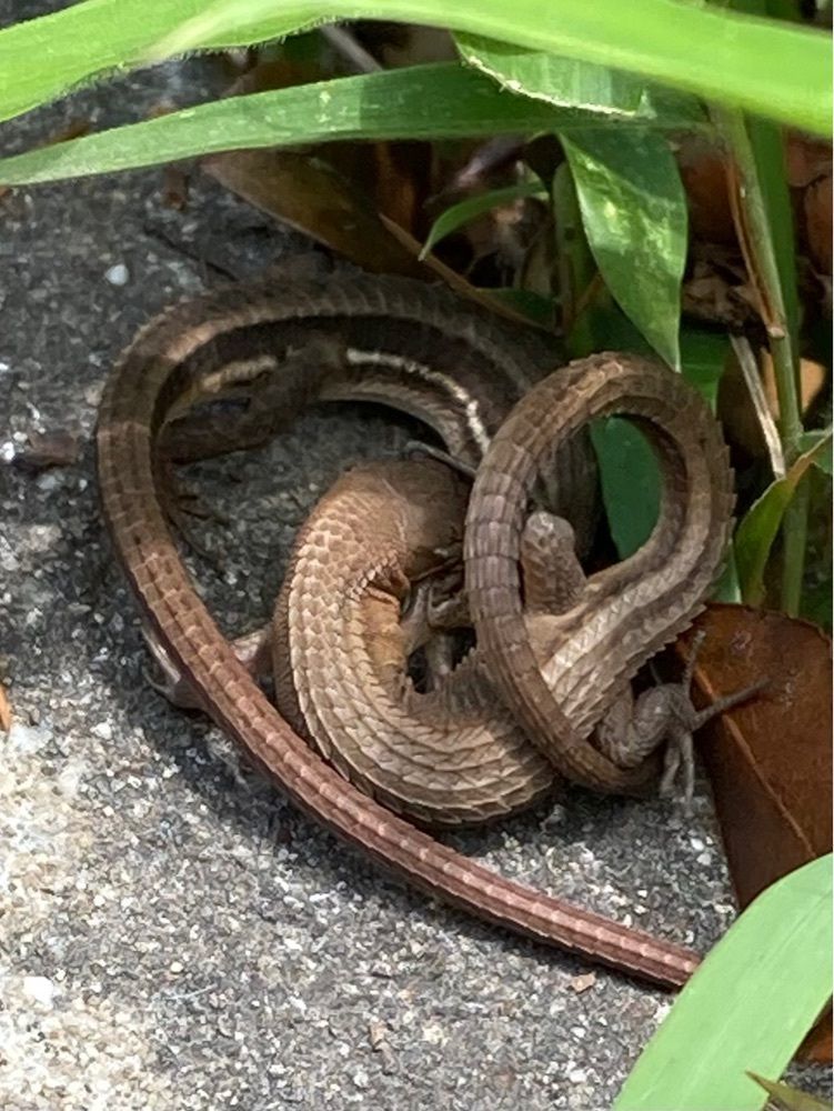 うーとらマンさんが投稿したみやま公園に関する口コミの画像
