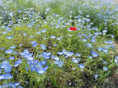 モリコロパーク夏まつり