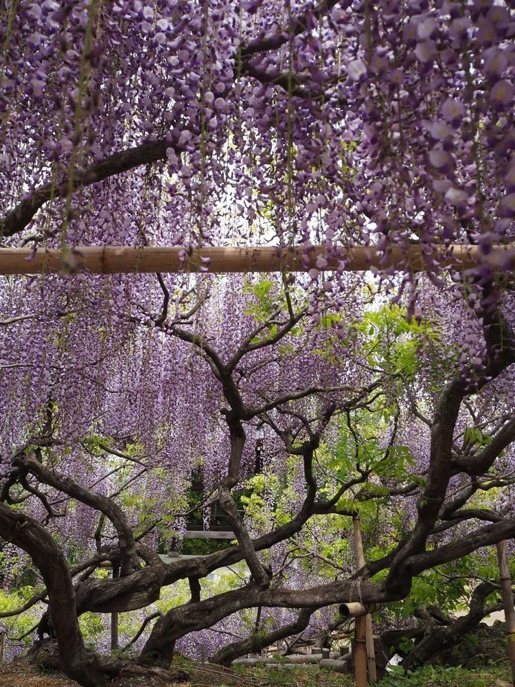 ming_nya64さんが投稿した前山寺（ゼンサンジ）に関する口コミの画像