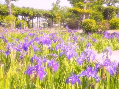 八橋かきつばた園 3枚目