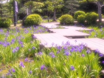 八橋かきつばた園 4枚目