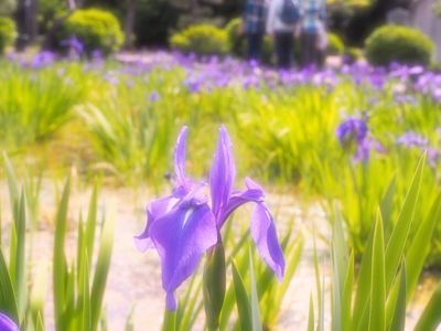 八橋かきつばた園 5枚目