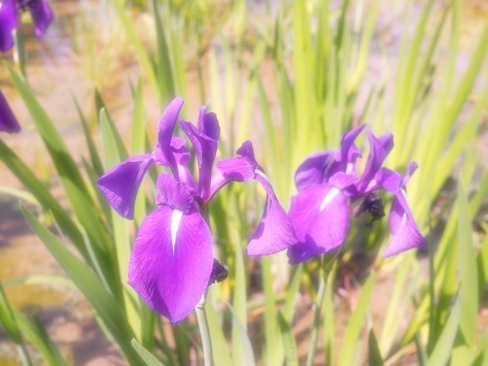 なおなおさんが投稿した八橋かきつばた園に関する口コミの画像
