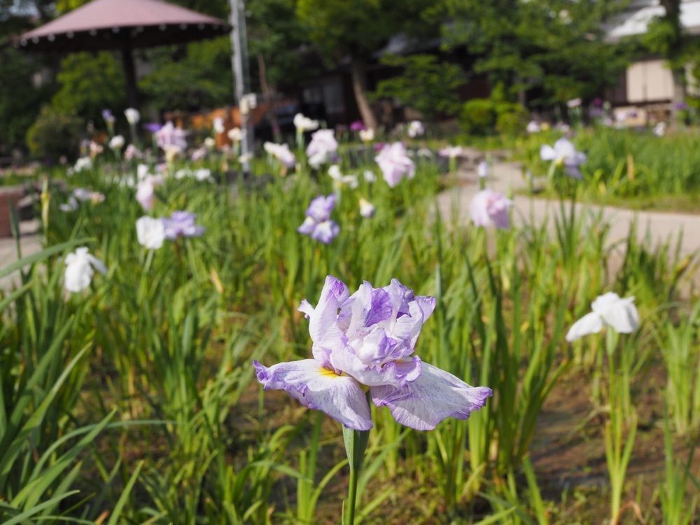 なおなおさんが投稿した知立公園に関する口コミの画像
