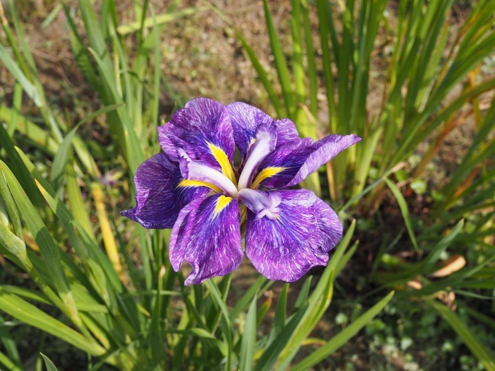 なおなおさんが投稿した知立公園に関する口コミの画像