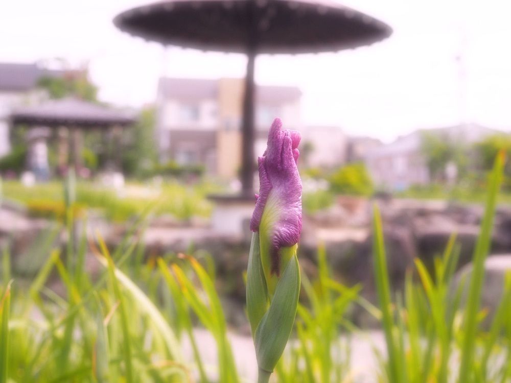 なおなおさんが投稿した知立公園に関する口コミの画像