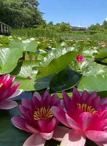 大池公園（福島県矢吹町）
