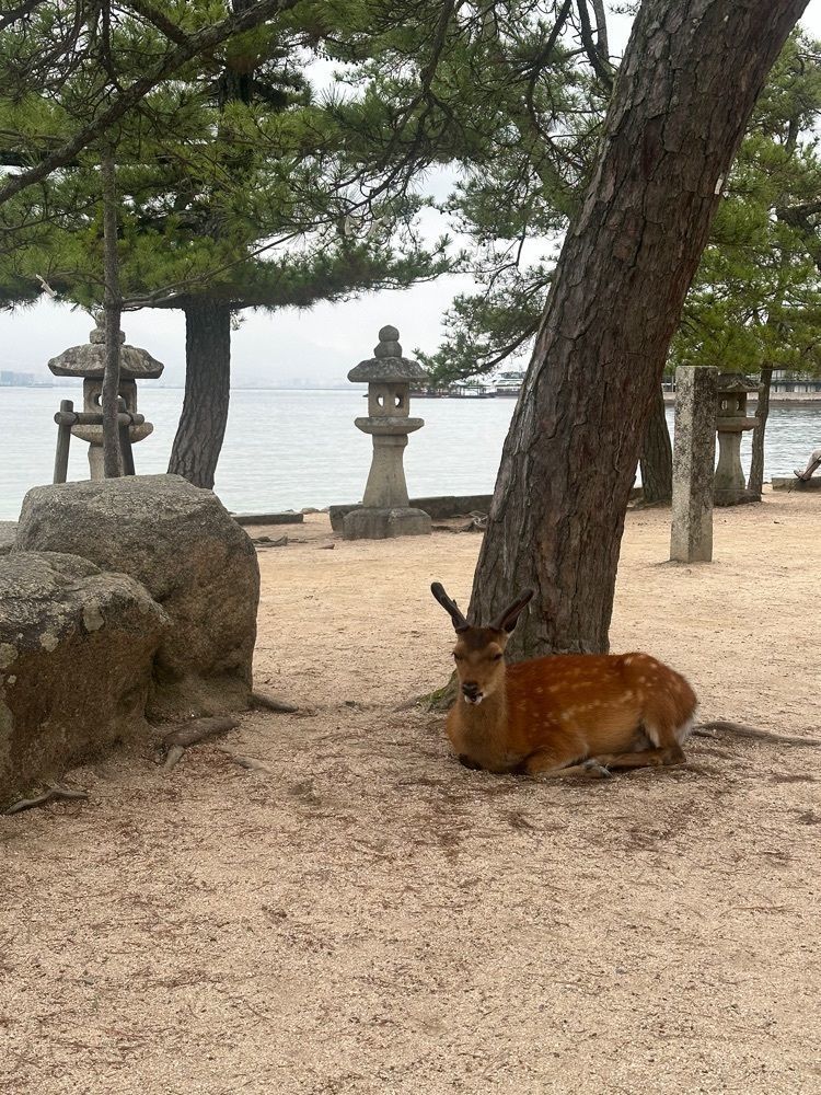 あんよさんが投稿した紅葉堂弐番屋に関する口コミの画像
