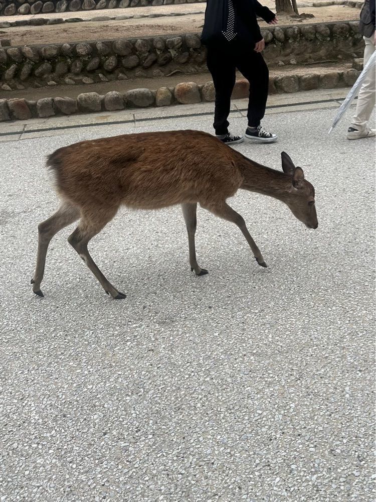 あんよさんが投稿した紅葉堂弐番屋に関する口コミの画像