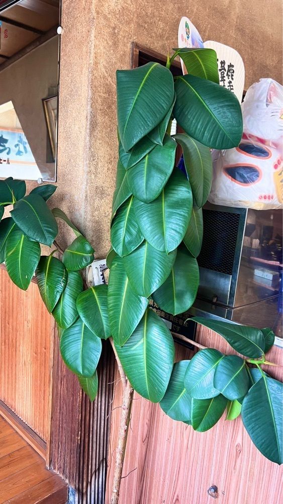 miiさんが投稿した吉見屋に関する口コミの画像