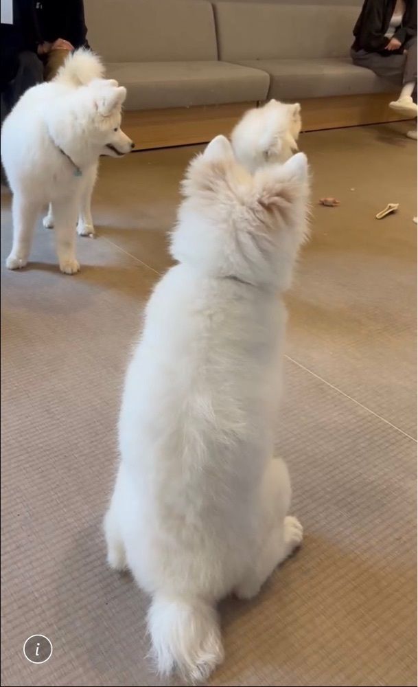 ふみさんが投稿した焼肉ライク 京都河原町蛸薬師店に関する口コミの画像