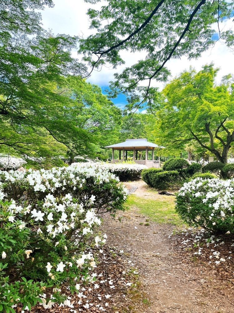 猫なぎ。さんが投稿した松ヶ池公園（白つつじ公園）に関する口コミの画像