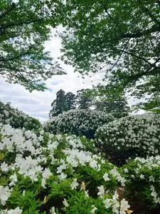 松ヶ池公園の白つつじ