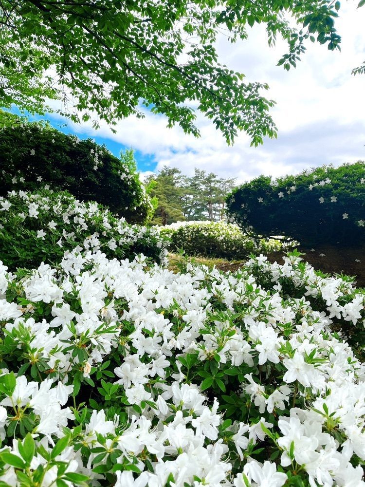 猫なぎ。さんが投稿した松ヶ池公園の白つつじに関する口コミの画像