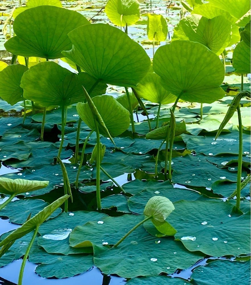 calm_gift_1030さんが投稿した大池公園（福島県矢吹町）に関する口コミの画像