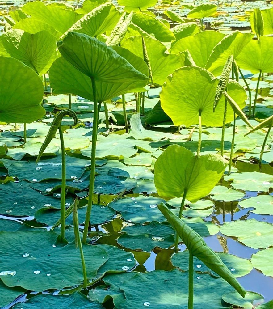 calm_gift_1030さんが投稿した大池公園（福島県矢吹町）に関する口コミの画像