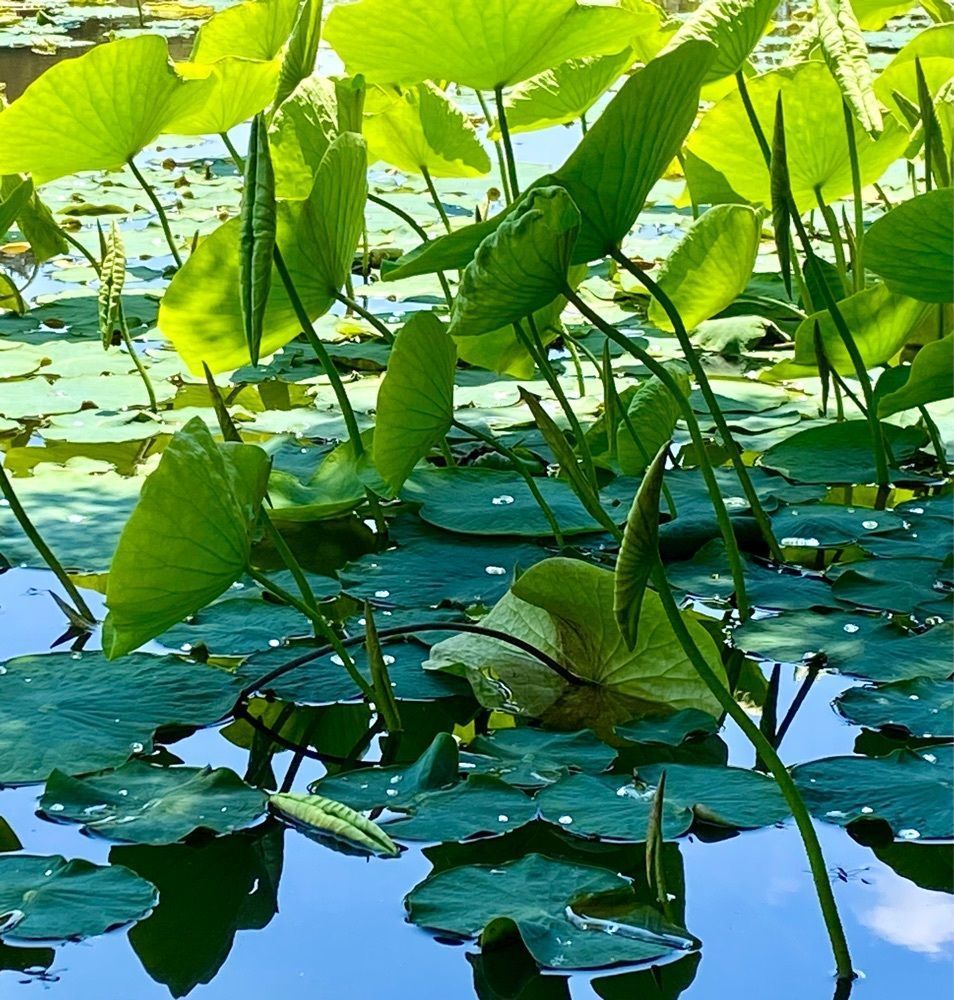 calm_gift_1030さんが投稿した大池公園（福島県矢吹町）に関する口コミの画像