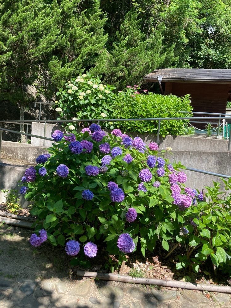 うーとらマンさんが投稿した早島町ふれあいの森公園キャンプ場に関する口コミの画像