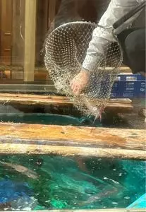 さかな市場 紙屋町店（さかないちば）