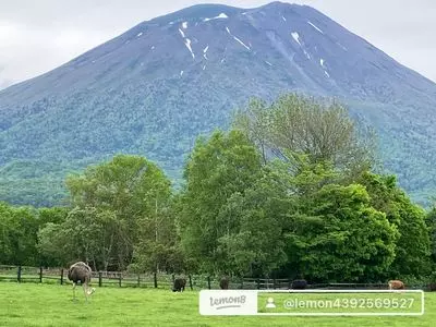 ニセコミルク工房 高橋牧場（ニセコミルクコウボウタカハシボクジョウ）