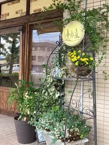 春小麦