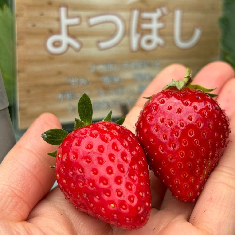 エリーチカさんが投稿したTAiSHi farmに関する口コミの画像