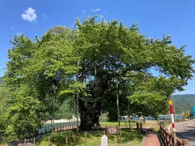 荘川桜