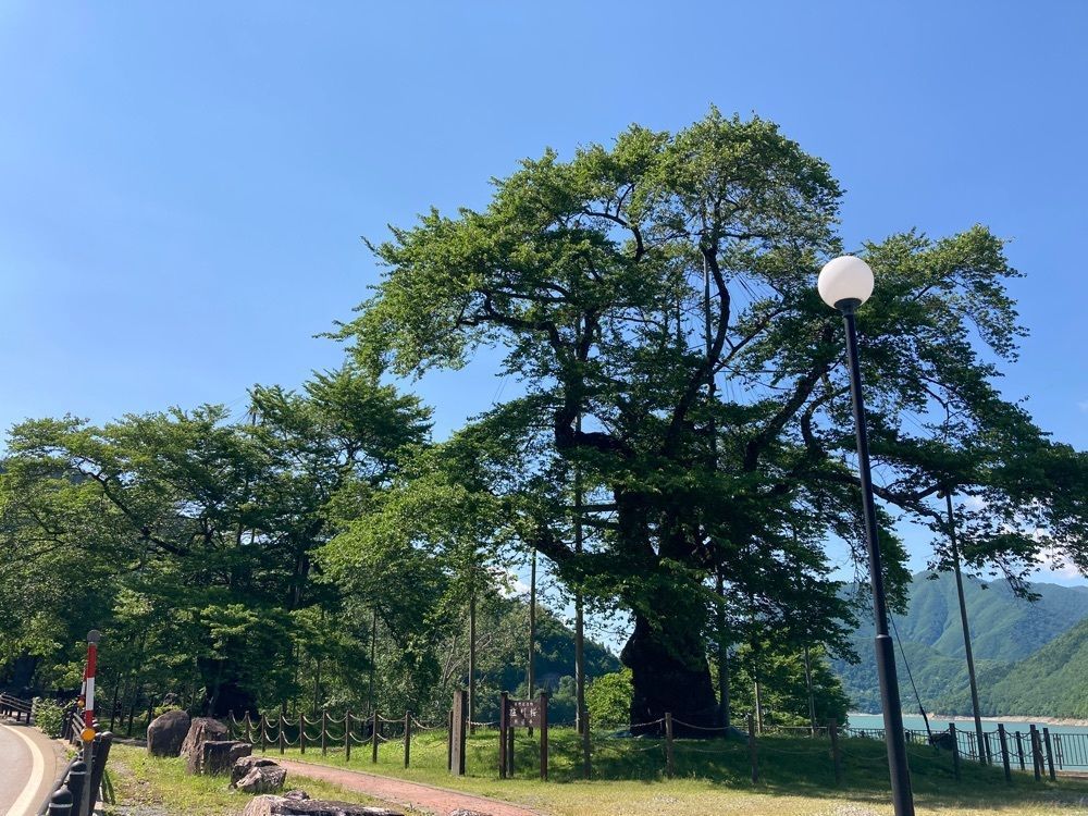 Howl Monさんが投稿した荘川桜に関する口コミの画像