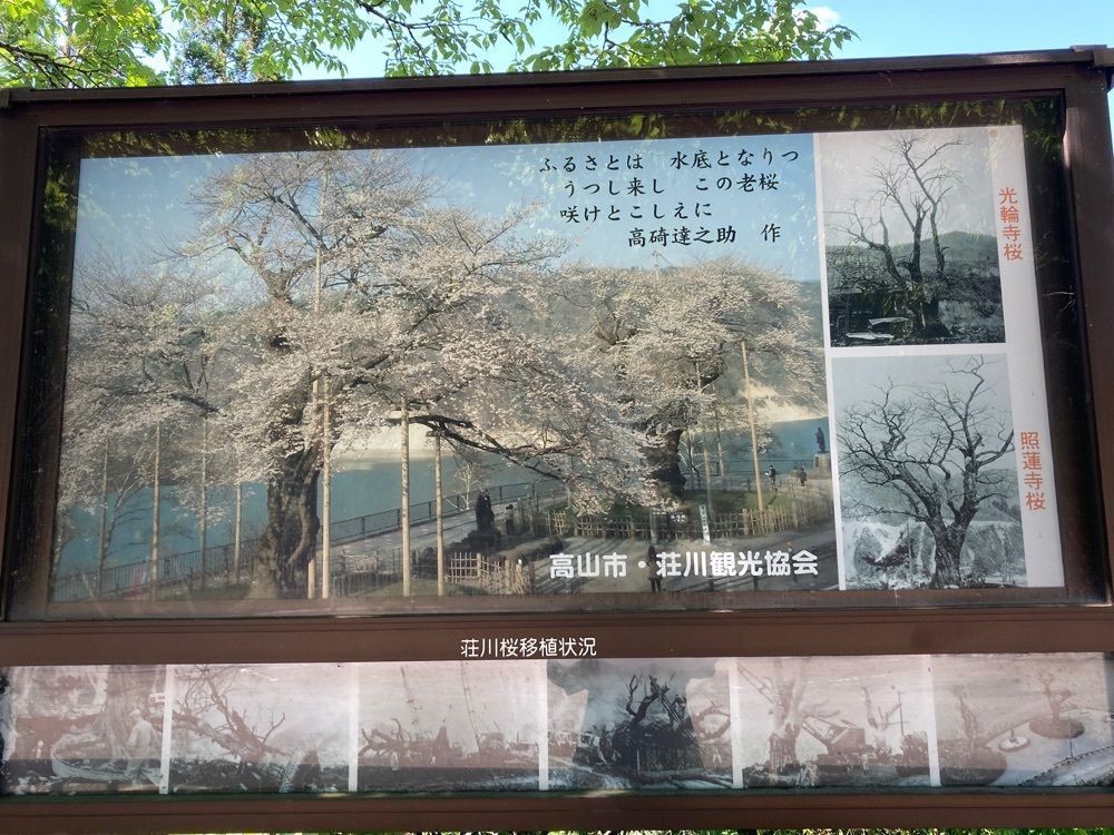 Howl Monさんが投稿した荘川桜に関する口コミの画像