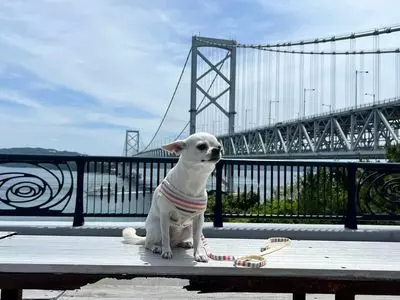 うずしお観潮船