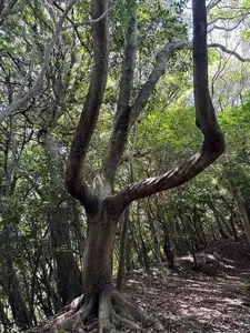 セブンイレブン 臼杵藤河内