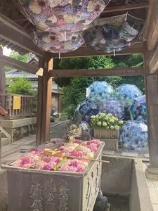 柳谷観音楊谷寺のあじさい
