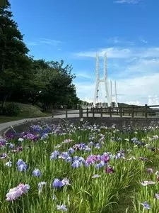 ときわ公園／しょうぶ