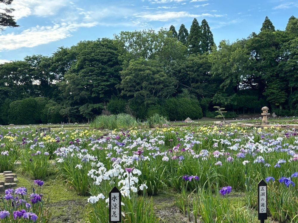 みーなさんが投稿したときわ公園／しょうぶに関する口コミの画像