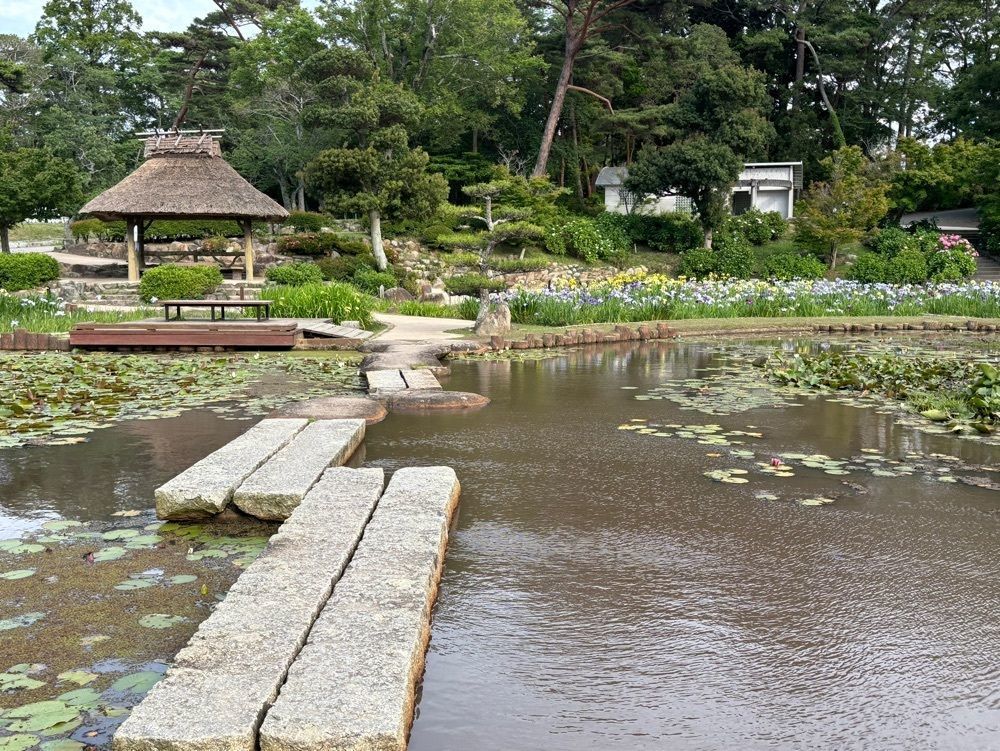 みーなさんが投稿したときわ公園／しょうぶに関する口コミの画像