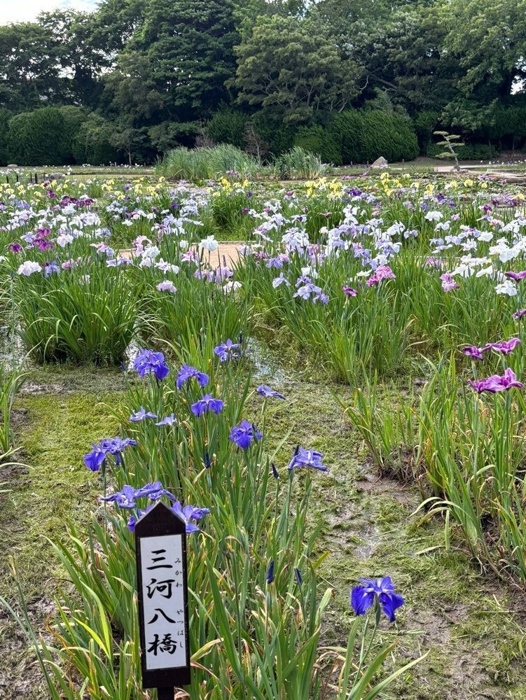 みーなさんが投稿したときわ公園／しょうぶに関する口コミの画像
